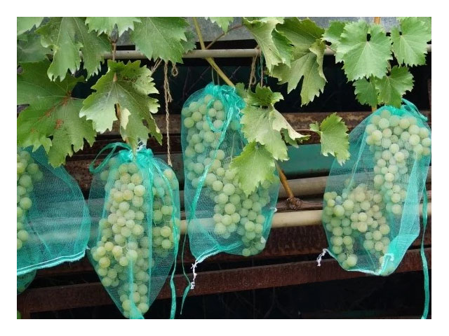 Сетка для защиты гроздей винограда от птиц и ос, 10 шт, 50 см  ...ИНТЕРЛОК 4814200005163